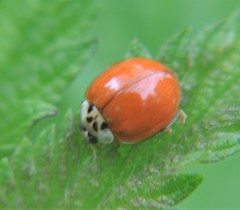 Harmonia axyridis