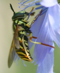 Chrysotoxum pubescens