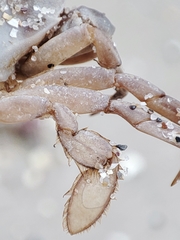 Liocarcinus holsatus