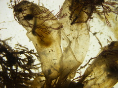 Ecteinascidia turbinata