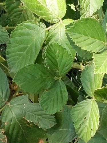 Rubus X acer