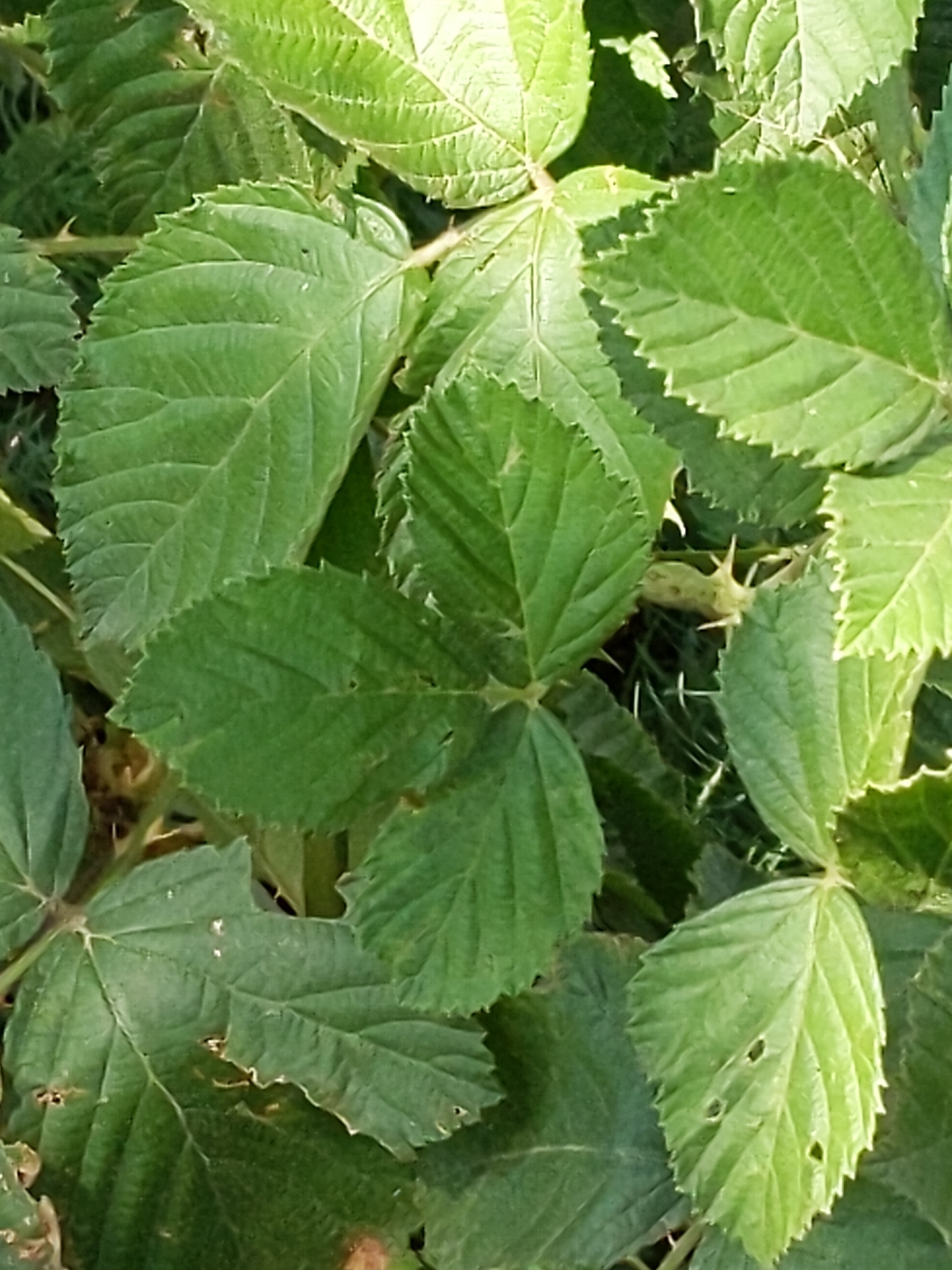 Rubus X acer