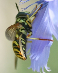 Chrysotoxum pubescens