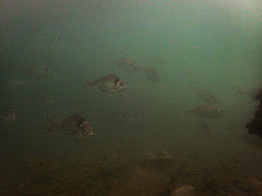 Nemadactylus macropterus