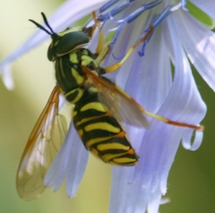 Chrysotoxum pubescens