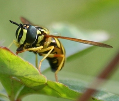Chrysotoxum pubescens