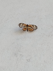 Placidina euryanassa