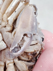 Liocarcinus holsatus