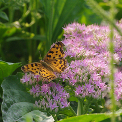 Polygonia c-aureum