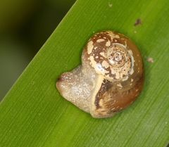 Sheldonia