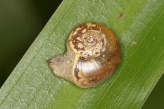 Sheldonia
