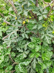 Cucurbita pedatifolia