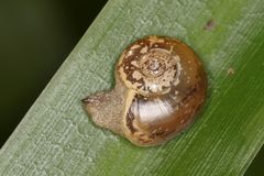 Sheldonia