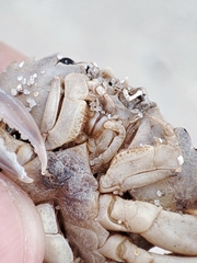 Liocarcinus holsatus