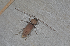 Hesperophanes sericeus