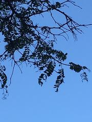 Gleditsia triacanthos