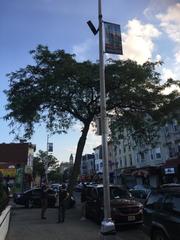 Gleditsia triacanthos