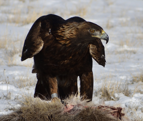 Golden Eagle photographed in Montana