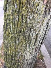 Gleditsia triacanthos