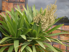 Cordyline obtecta