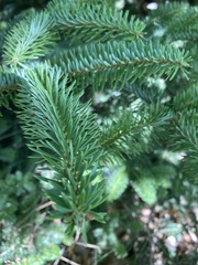 Abies cephalonica