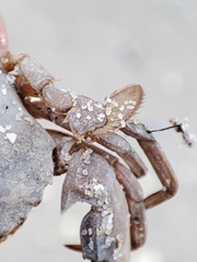 Liocarcinus holsatus