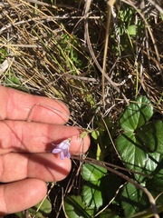 Campanula californica