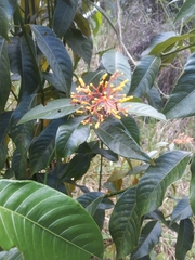 Palicourea padifolia