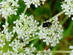 Planuncus tingitanus