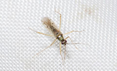 Dicyphus constrictus