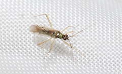 Dicyphus constrictus