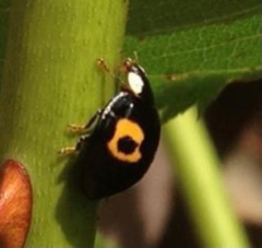 Harmonia axyridis