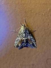 Evergestis subterminalis