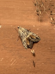 Evergestis subterminalis