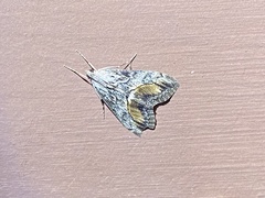 Evergestis subterminalis