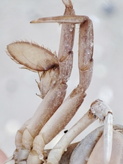 Liocarcinus holsatus