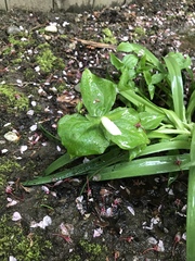 Trillium ovatum ovatum