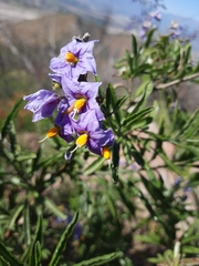 Solanum crispum