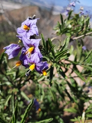 Solanum crispum