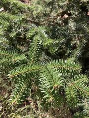 Abies cephalonica
