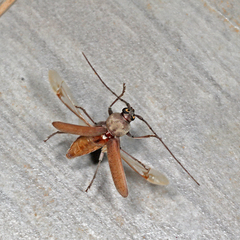 Hesperophanes sericeus