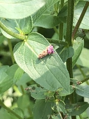 Phaecasiophora confixana