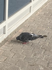 Columba livia domestica