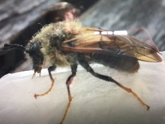 Trichiosoma triangulum