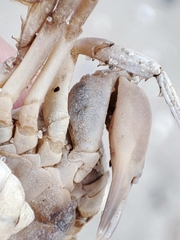 Liocarcinus holsatus