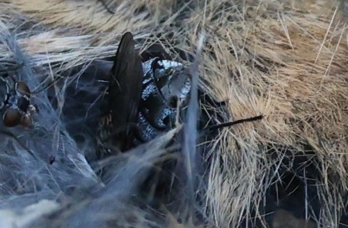 photo of Flesh Flies (Sarcophagidae)