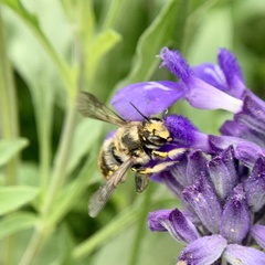 Anthidium manicatum