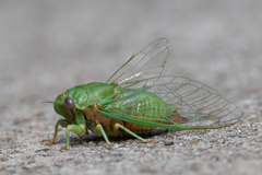 Okanagana viridis