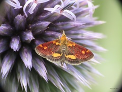 Pyrausta orphisalis