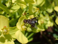 Thyridanthrax insularis